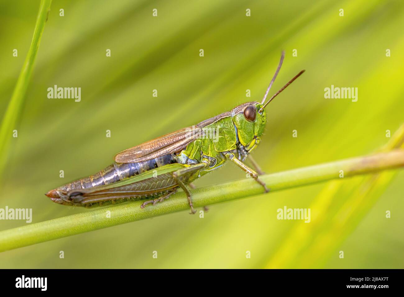 water-meadow grasshopper (Chorthippus montanus) female insect close up on a grass stem Stock Photo