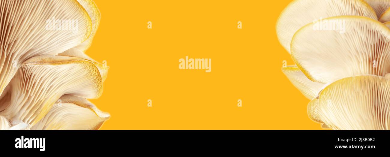 banner for website or recipe, menu with oyster mushrooms and yellow ...