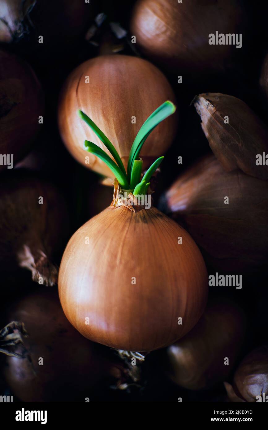 Group of onions, food background Stock Photo