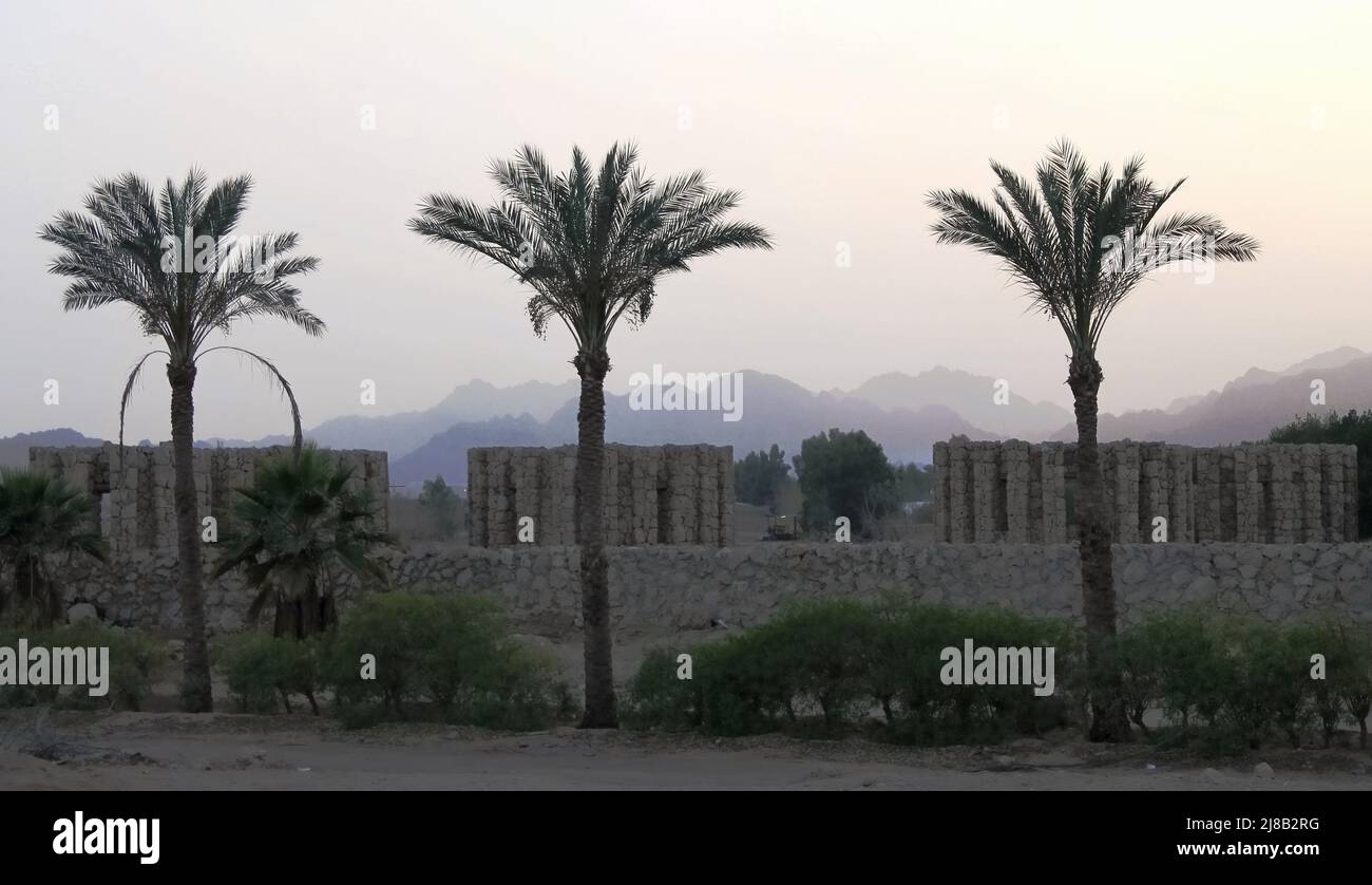 Palm, egypt, sunset, evening, horizon, mountains, landscape, travel, nature, shape, background, soft light, evening, palmf, leaves, town, home, leaves Stock Photo