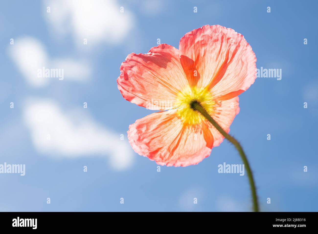 Iceland poppy flower, blue sky and white clouds. Short lived flower basking in the sun. Poppy flower stretching toward blue sky and feeling happy. Stock Photo