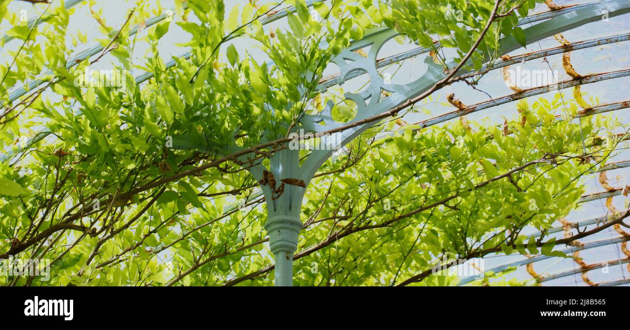 View of Climbing Plant Shoots and Greenery forming an upward Canopy