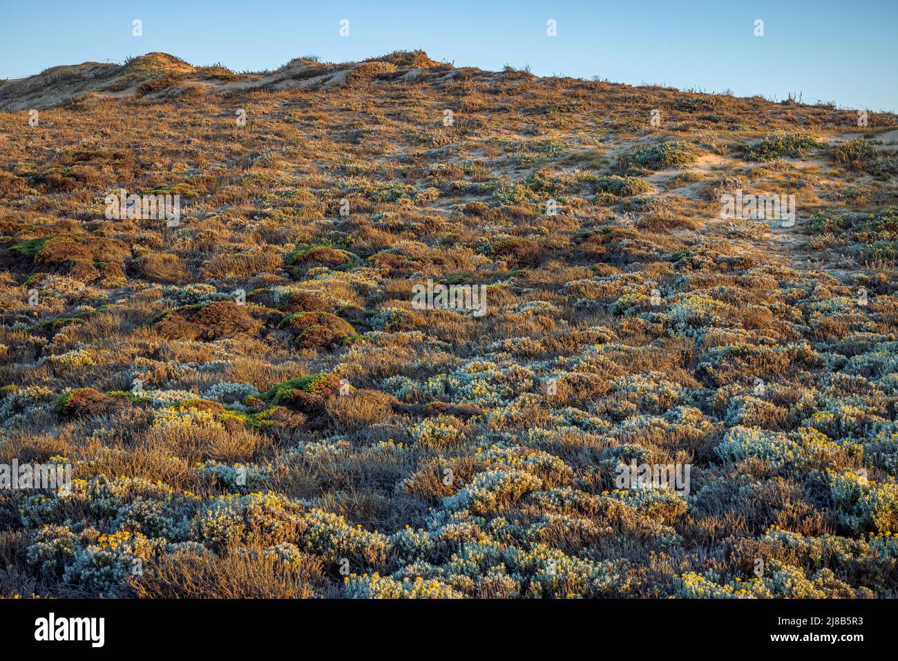 The various flora growing on a sand dune on the Central Coast of California Stock Photo