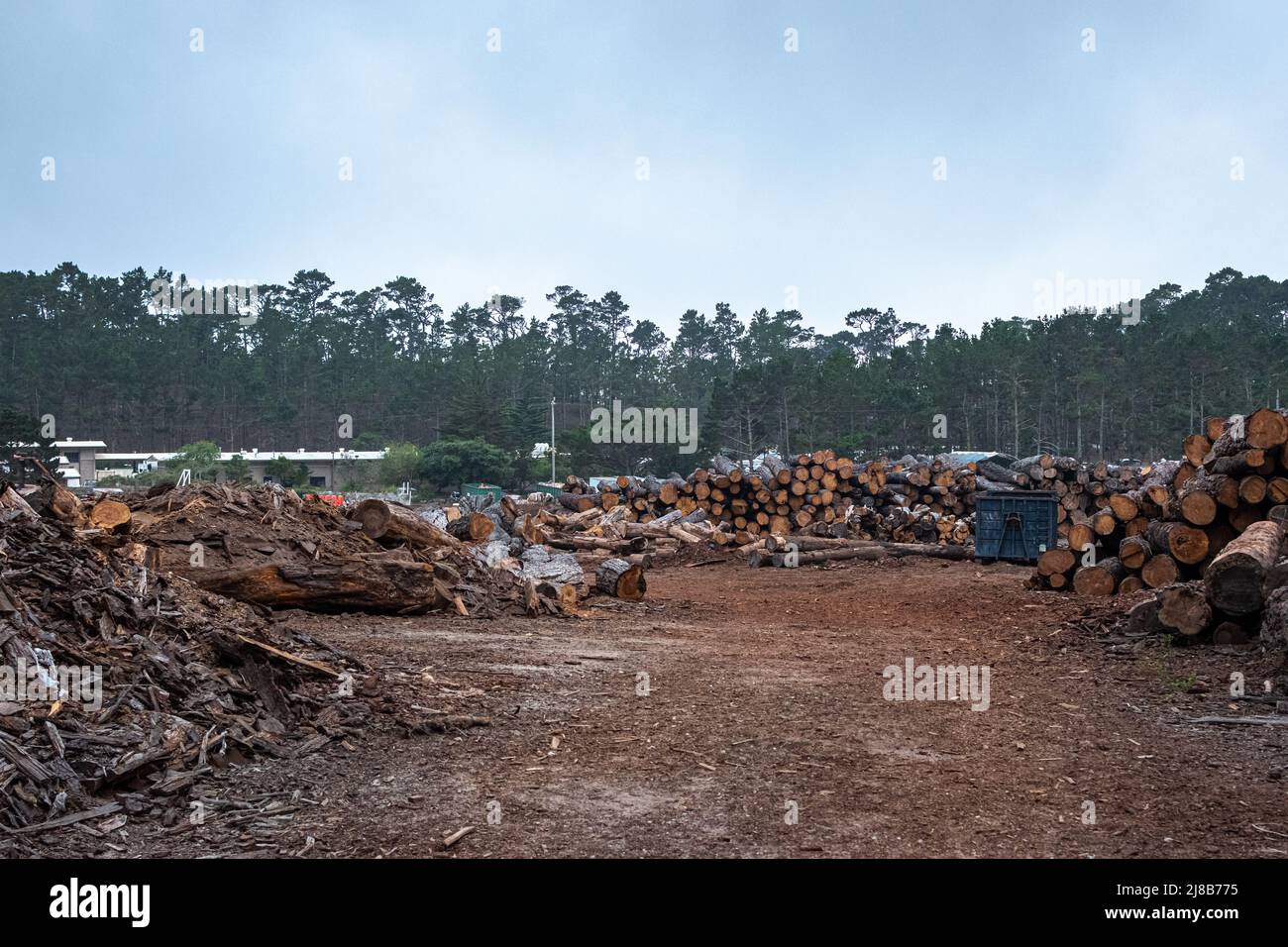 Logging operations in the Del Monte Forest in Pacific Grove CA Stock Photo