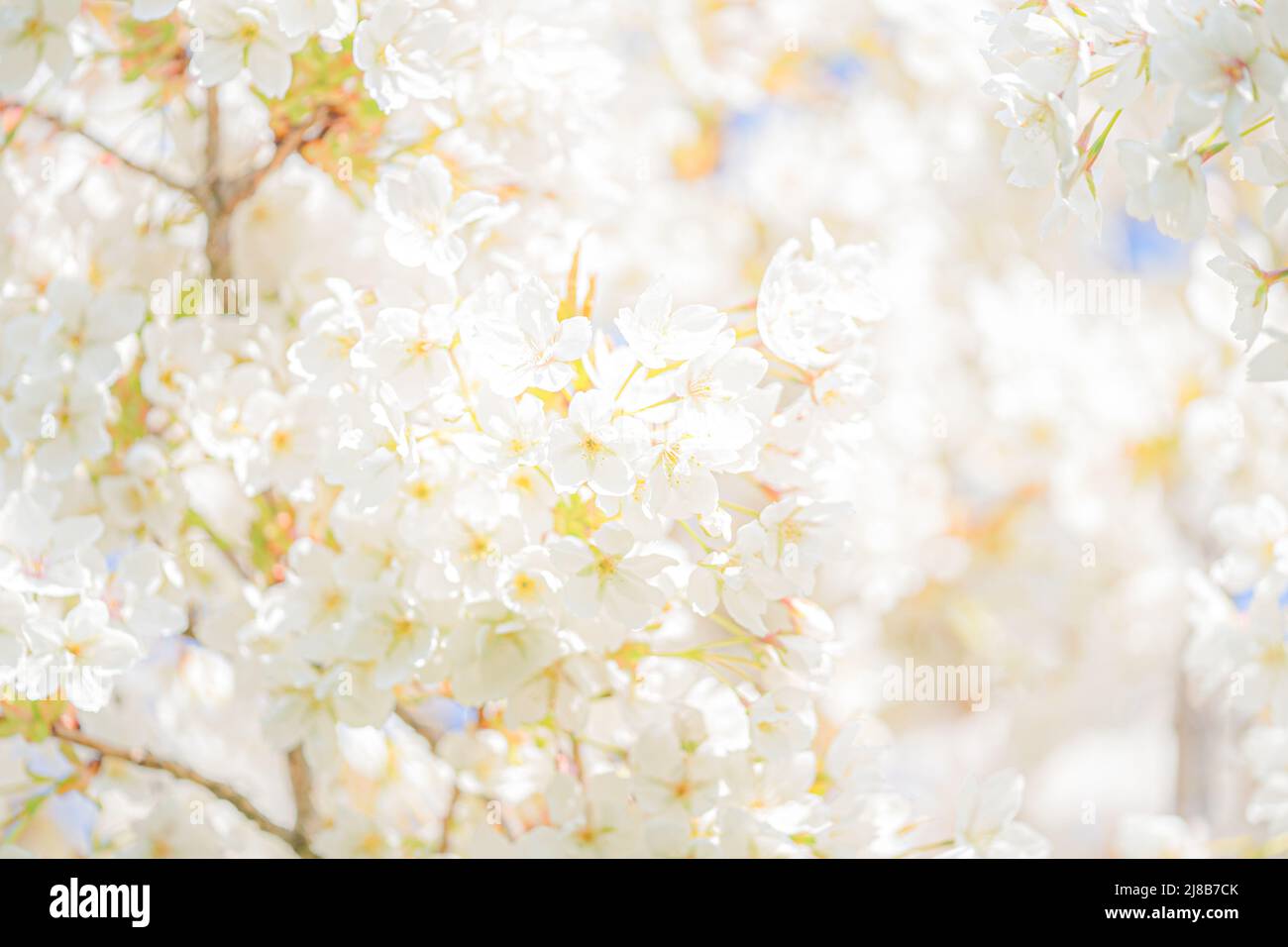 White blossom in the summer Stock Photo