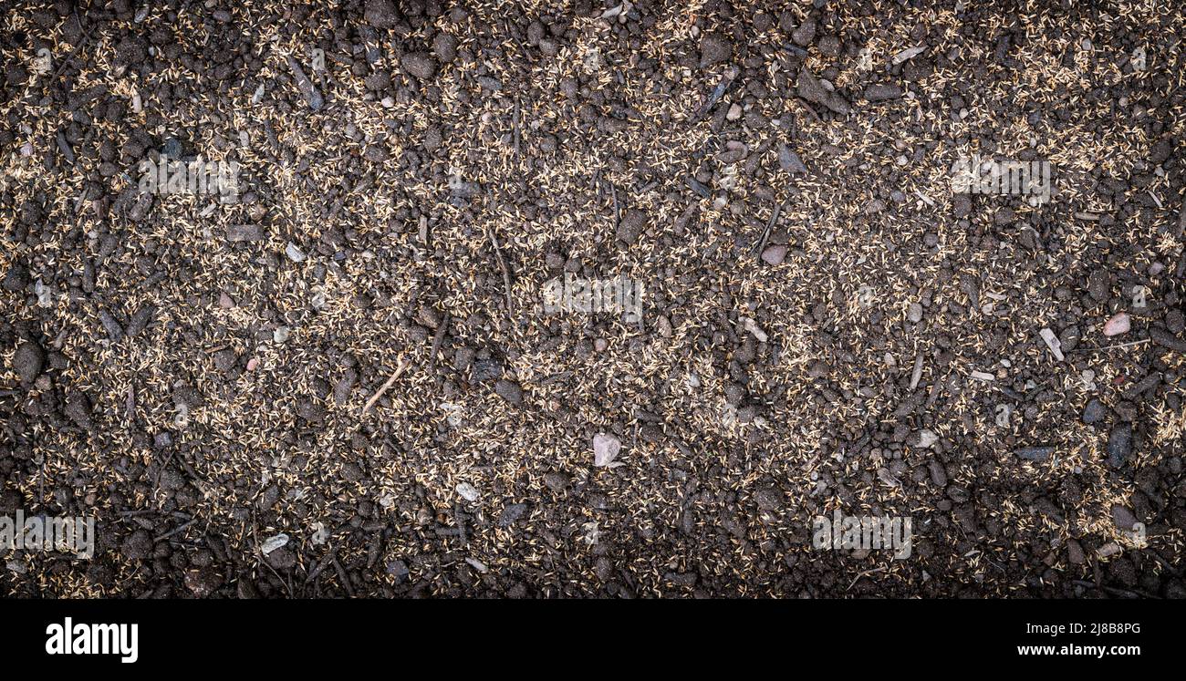 Photograph of Kentucky Blue Grass seed spread over topsoil Stock Photo
