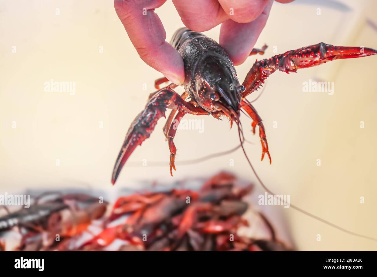 Live crawdad with pinchers stretched out held up by hand above blurred crayfish below - selective focus Stock Photo