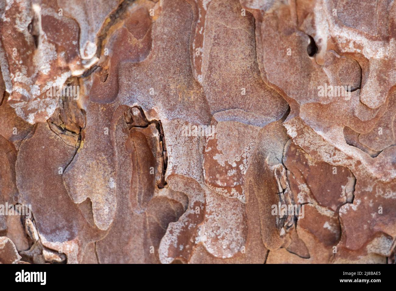 Aged red plated scaly furrowed ridge bark of Pinus Ponderosa, Pinaceae, native evergreen tree in the San Jacinto Mountains, Peninsular Ranges, Summer. Stock Photo