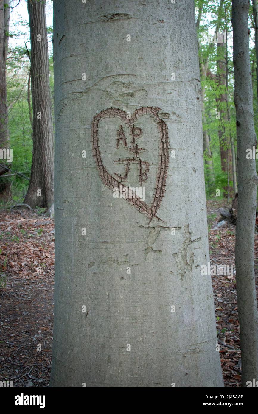 Initials carved in tree Stock Photo