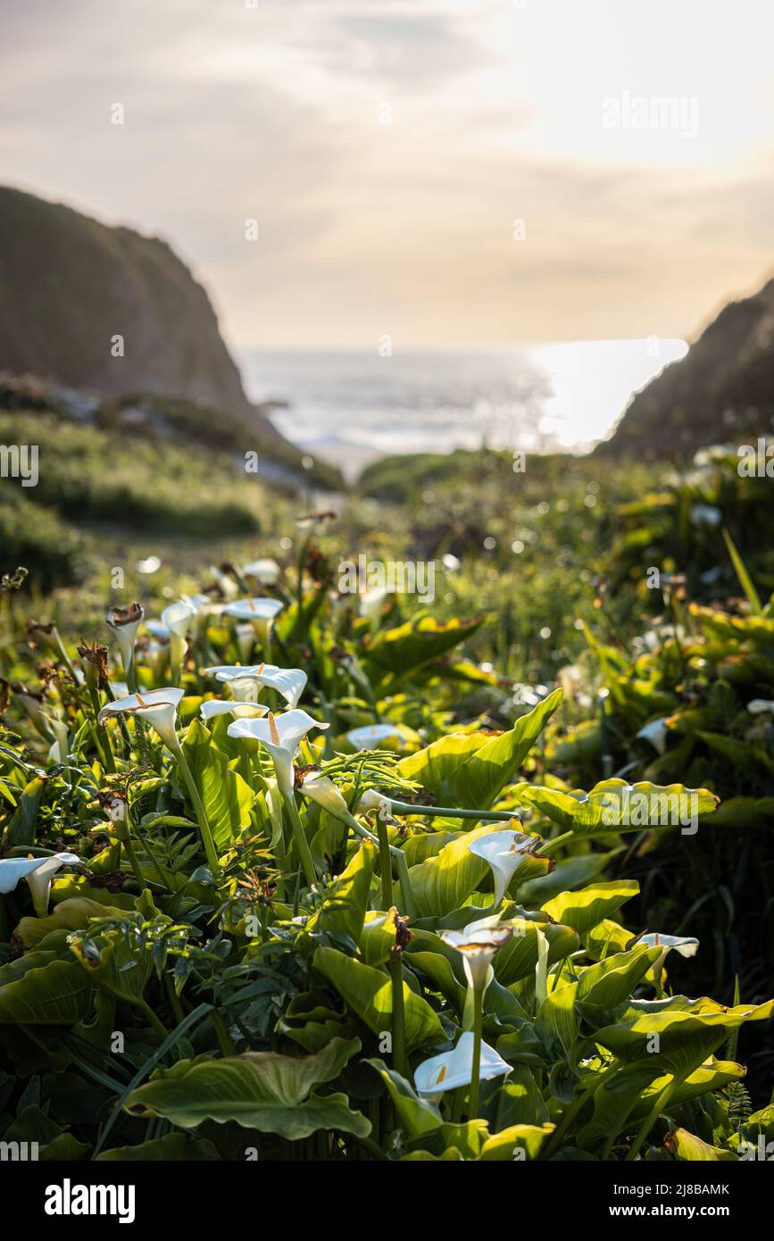 towards the end of the bloom in Calla Lily valley in Big Sur CA Stock Photo