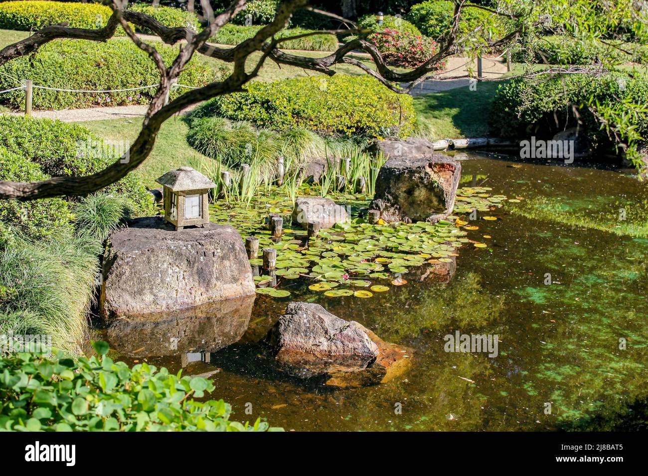 Oriental garden pond with water lilies and rocks with reflections framed by a tree limb - selective focus Stock Photo