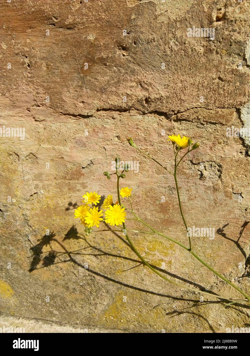 Plantes fragiles à Cerisiers, Yonne, France Stock Photo