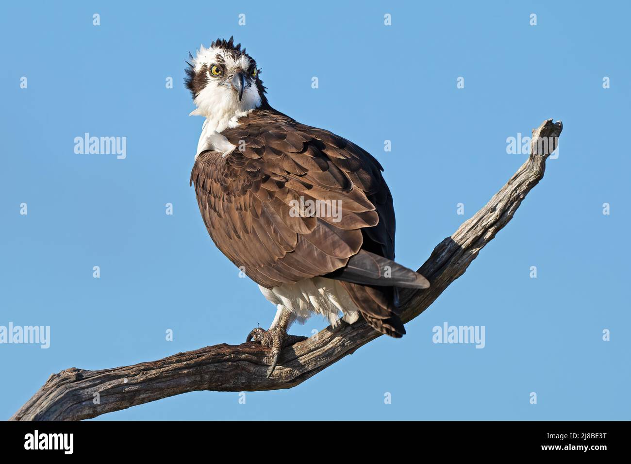 Osprey Standing in a Tree Stock Photo