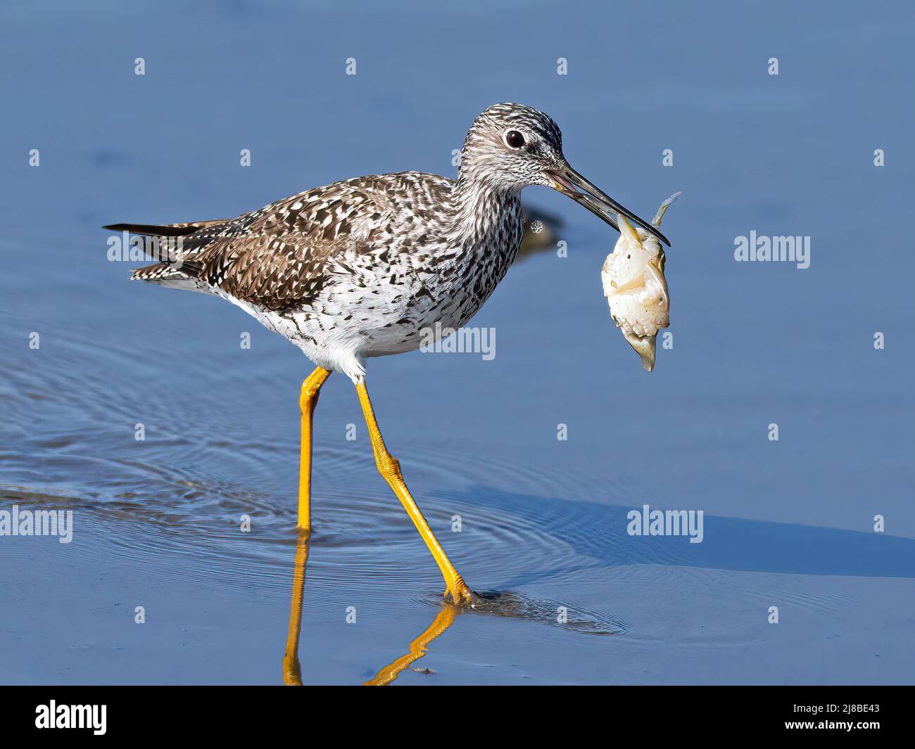 Greater Yellowlegs with a Crab Stock Photo