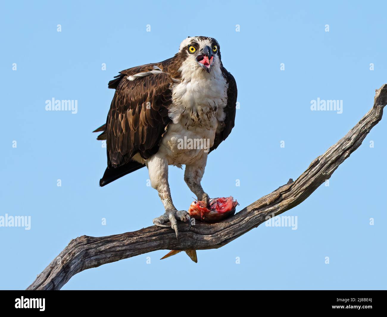 Osprey Eating a Fish in a Tree Stock Photo