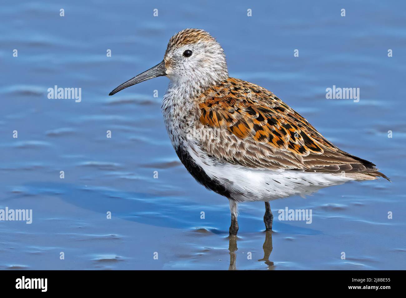 A Dunlin in Breeding Colors Standing in Marsh Stock Photo