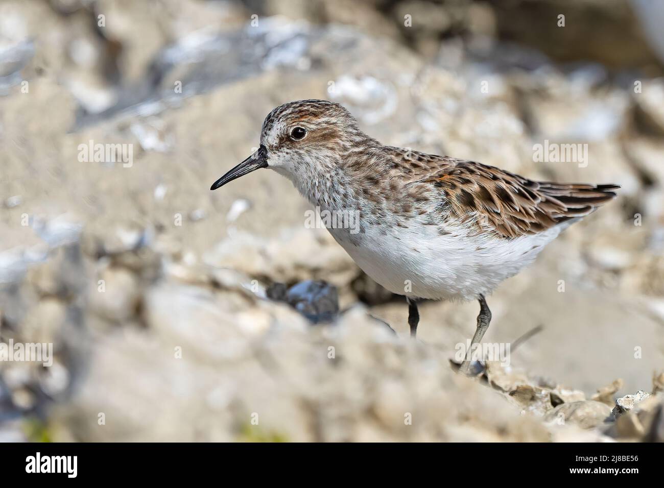 Least Sandpiper Standing on a Rock Stock Photo
