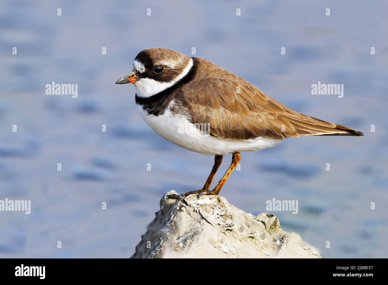 Semipalmated Plover Standing on a Rock Stock Photo