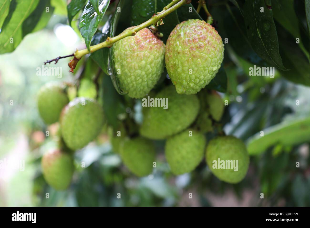 tasty and healthy litchi bunch in farm for harvest and sell Stock Photo