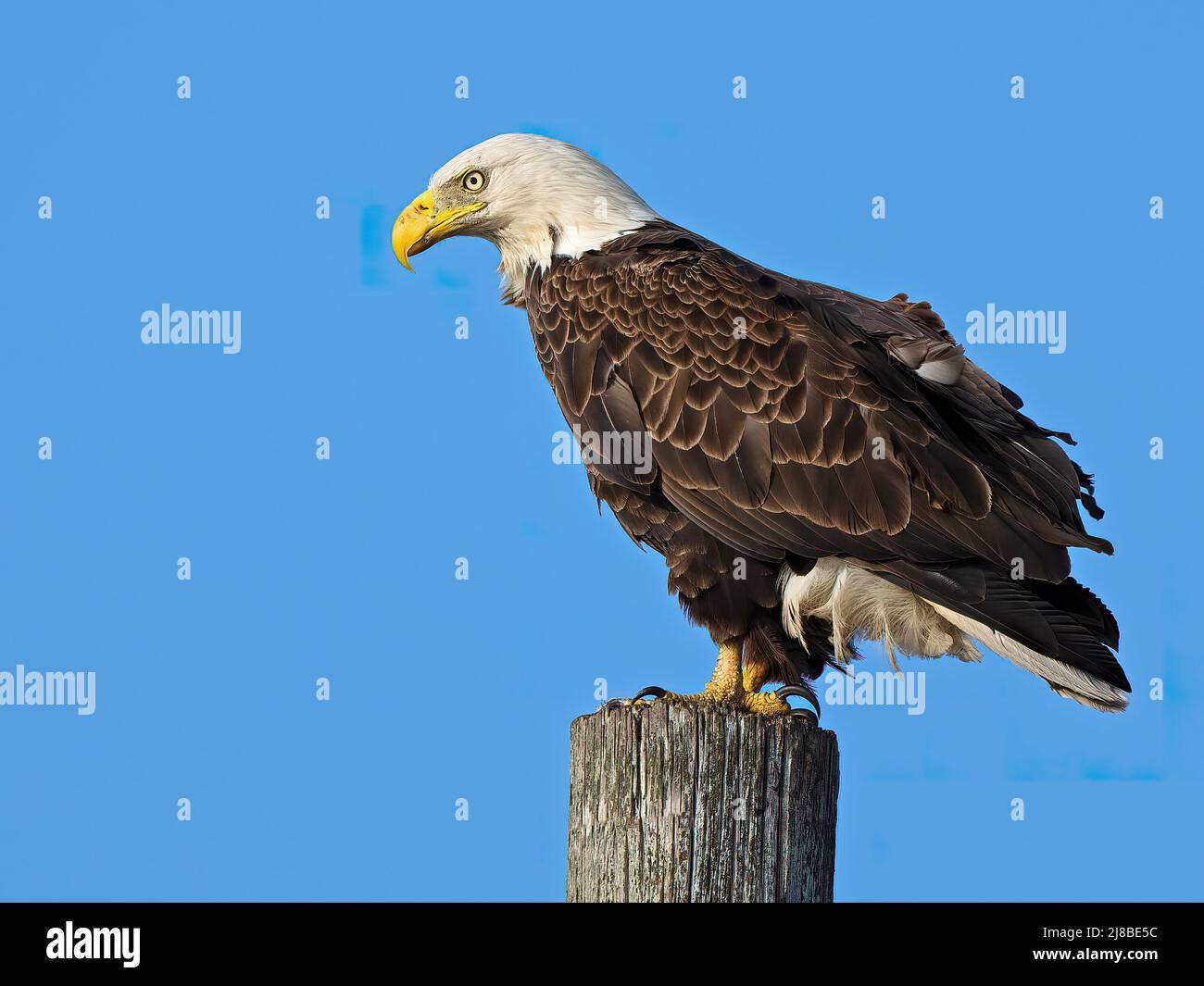 A Bald Eagle Standing on top of a Piling Stock Photo
