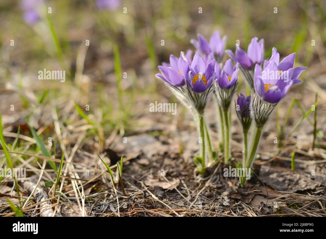 Sleep grass flowers. Snowdrops. Dream grass Pulsatilla patens. Gentle spring violet field flowers in forest fields Stock Photo