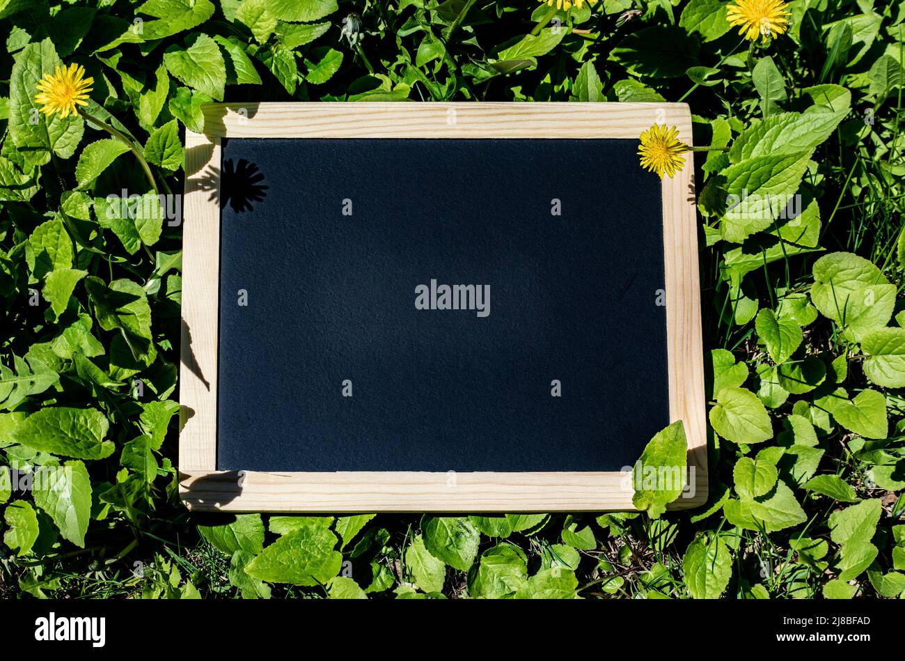 A high angle shot of an empty chalkboard (blackboard) with wooden frame, on green grass with herbs and flowers, to write your message on - stock photo Stock Photo