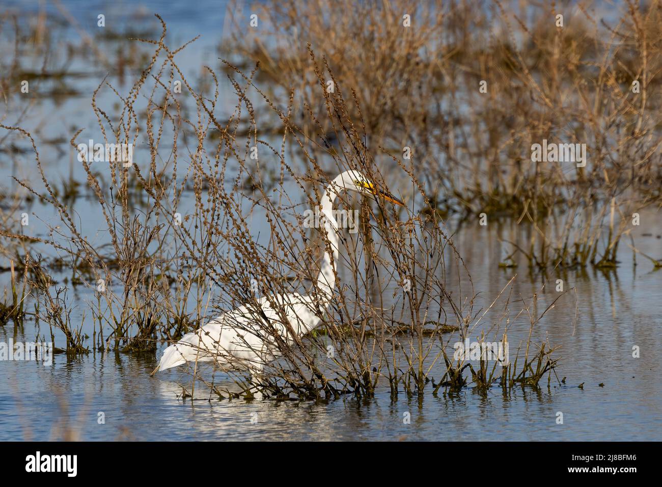 The great egret (Ardea alba) on the hunt. This bird also known as the common egret, large egret