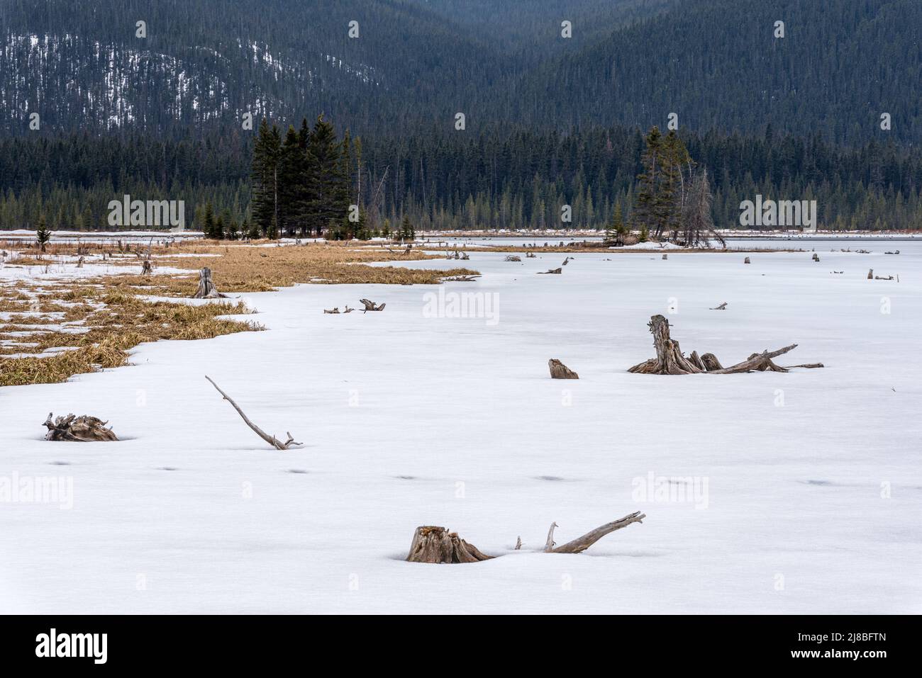 Evergreens and dead tree stumps frozen in ice in Goat Pond, Kananaskis