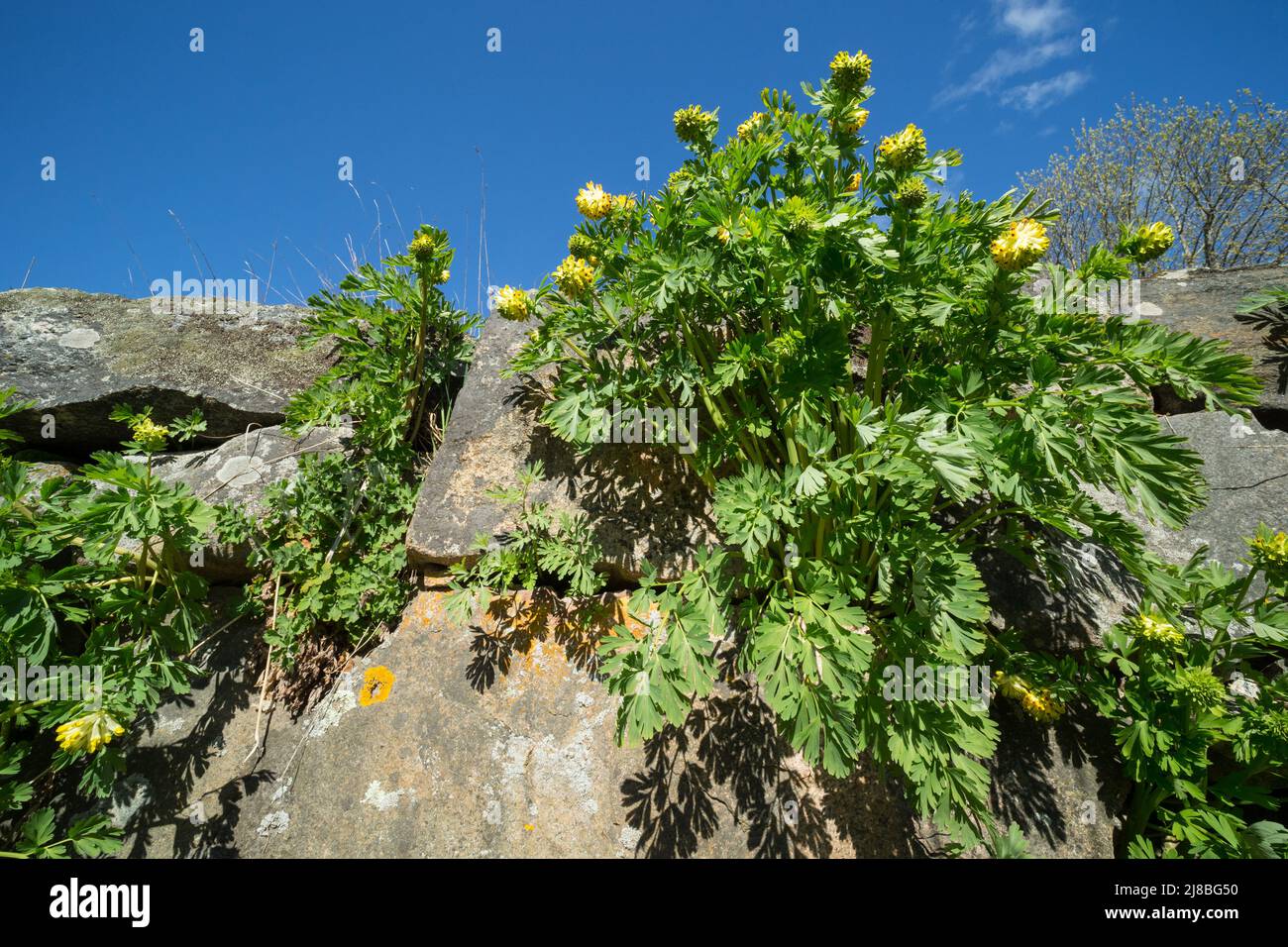 Siberian Corydalis growing on an abandoned stone wall in Finland. Stock Photo