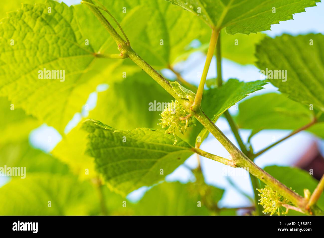not stretching the inflorescence,Flowering vine on the way to grape. Stock Photo
