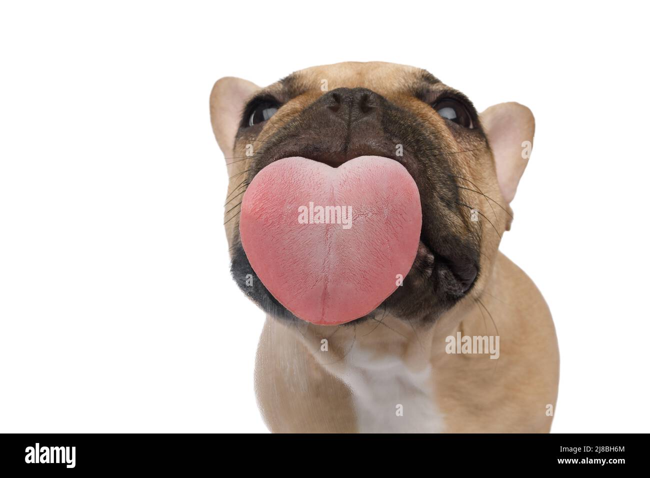 Funny portrait of a French bulldog licking the screen with pleasure, heart-shaped tongue, on an isolated black background, front view Stock Photo