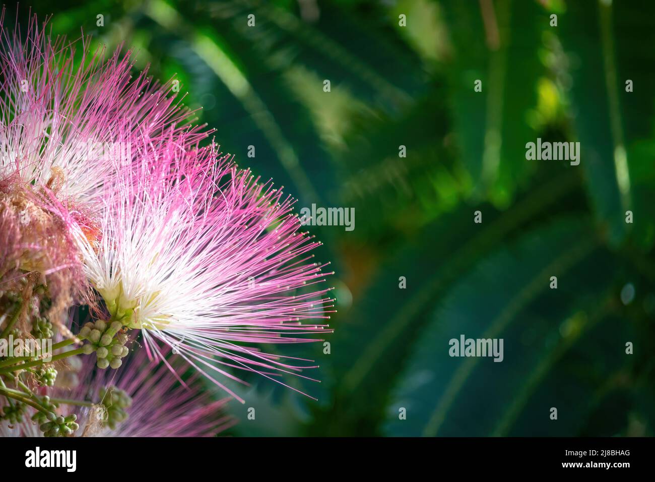 Pink flower of Lankaran acacia albizia. Albizia julibrissin on green background. Close up. Copy space. Flower backdrop. Stock Photo