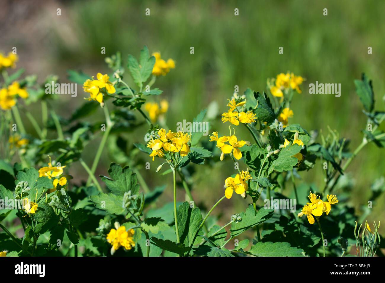 greater celandine spring  yellow blooming flowers  closeup selective focus Stock Photo