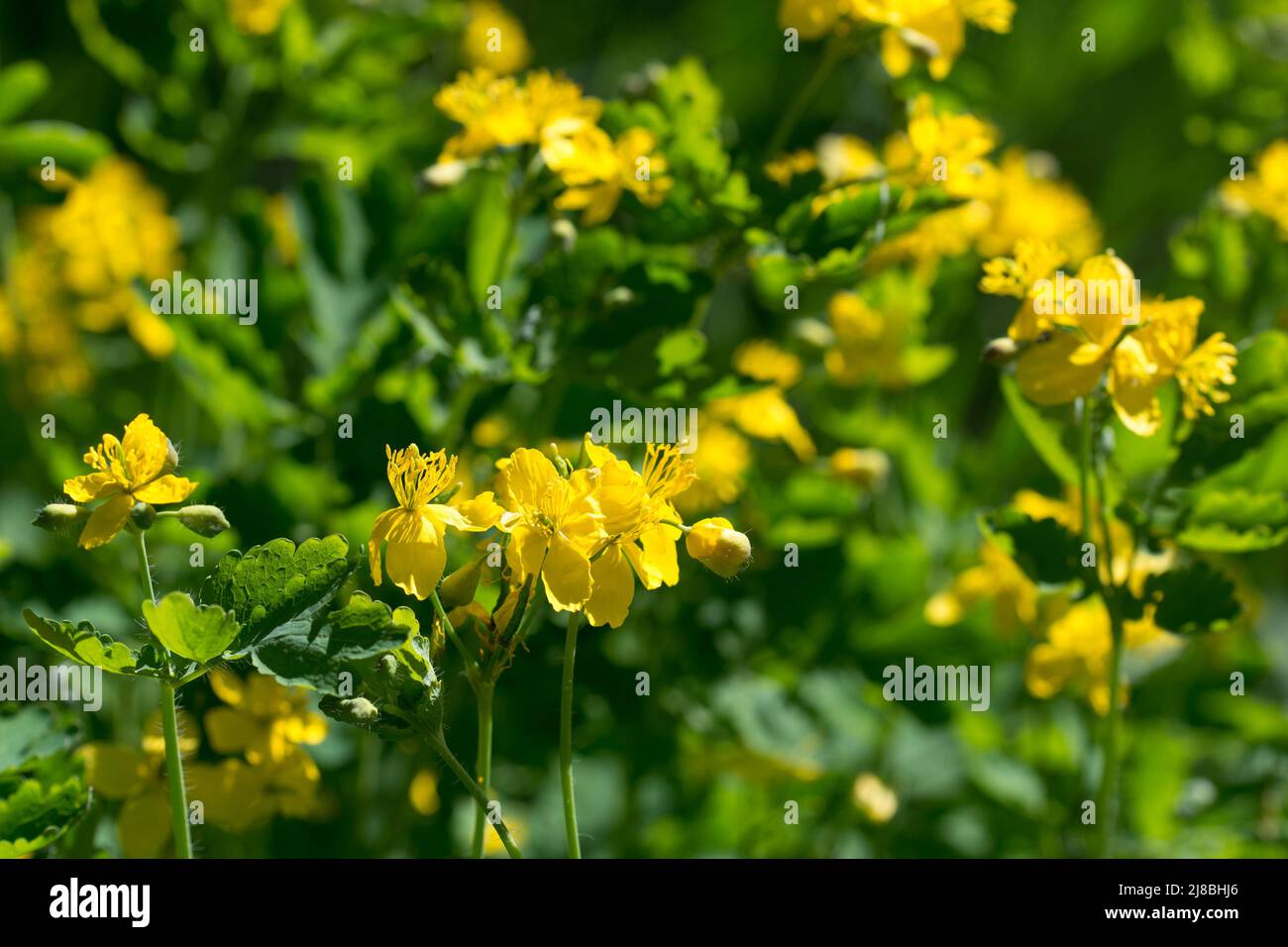 greater celandine spring  yellow blooming flowers  closeup selective focus Stock Photo