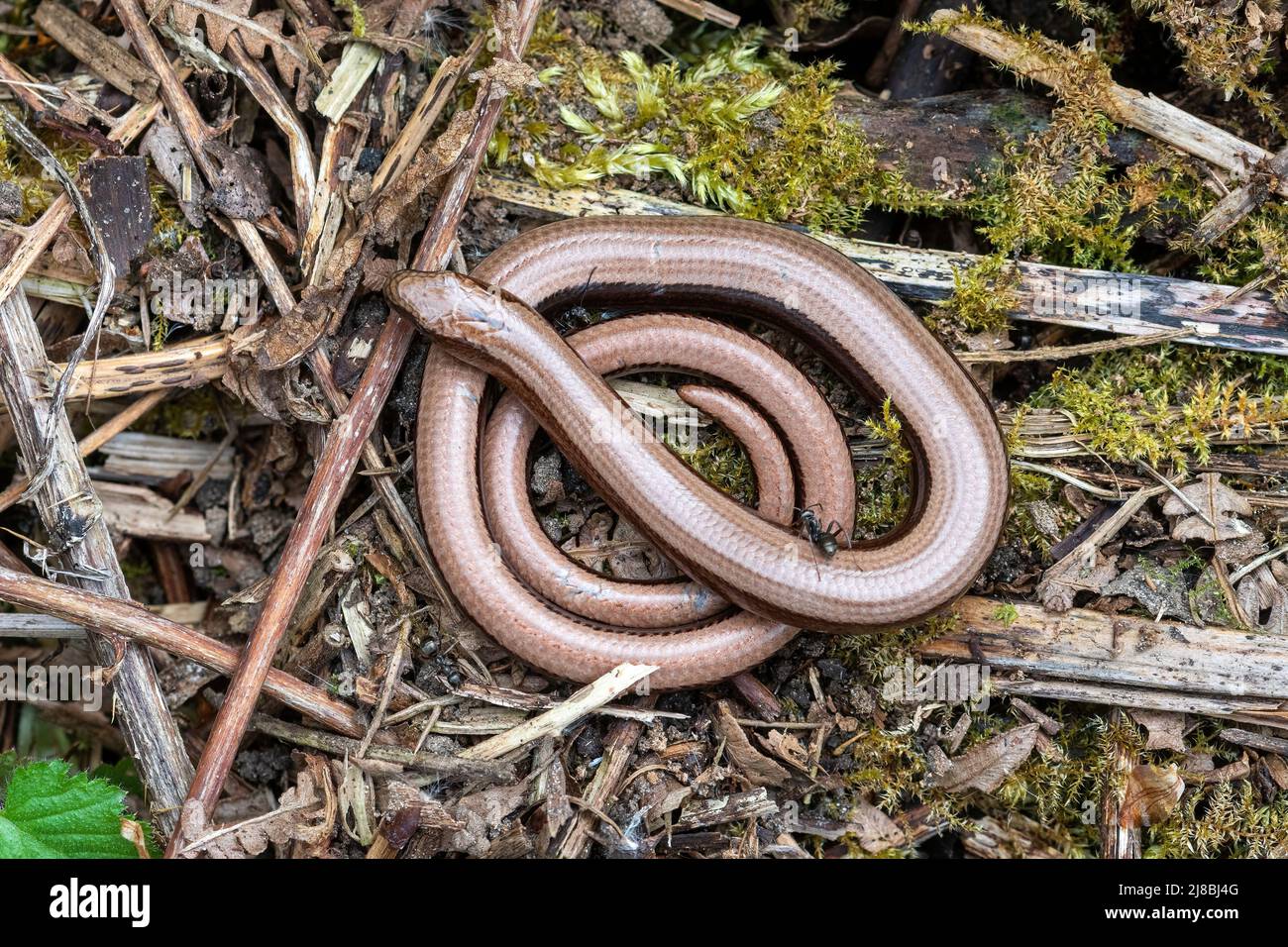 Slow worm (Anguis fragilis), a young female reptile coiled up, UK Stock Photo