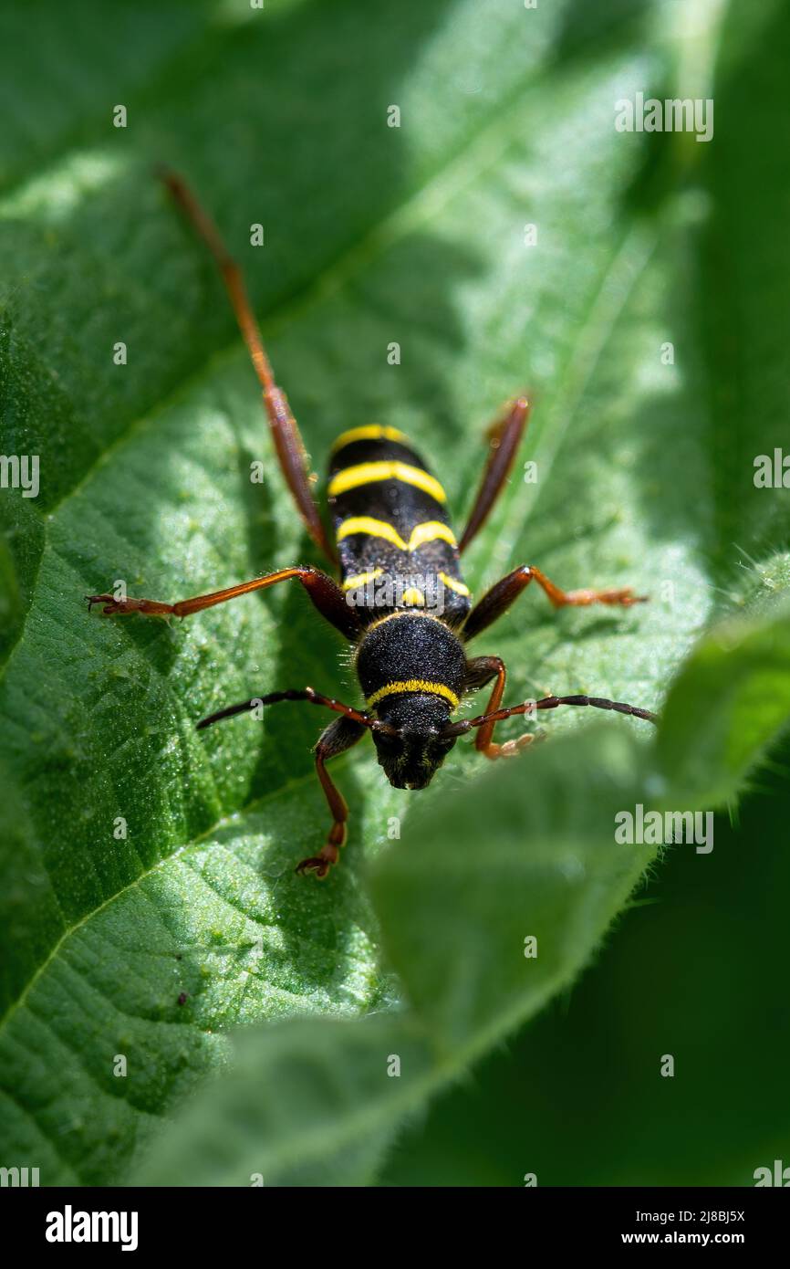 Wasp beetle Clytus arietis, a black and yellow longhorn beetle on nettles during May, UK Stock Photo