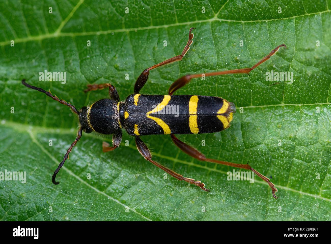 Wasp beetle Clytus arietis, a black and yellow longhorn beetle on nettles during May, UK Stock Photo