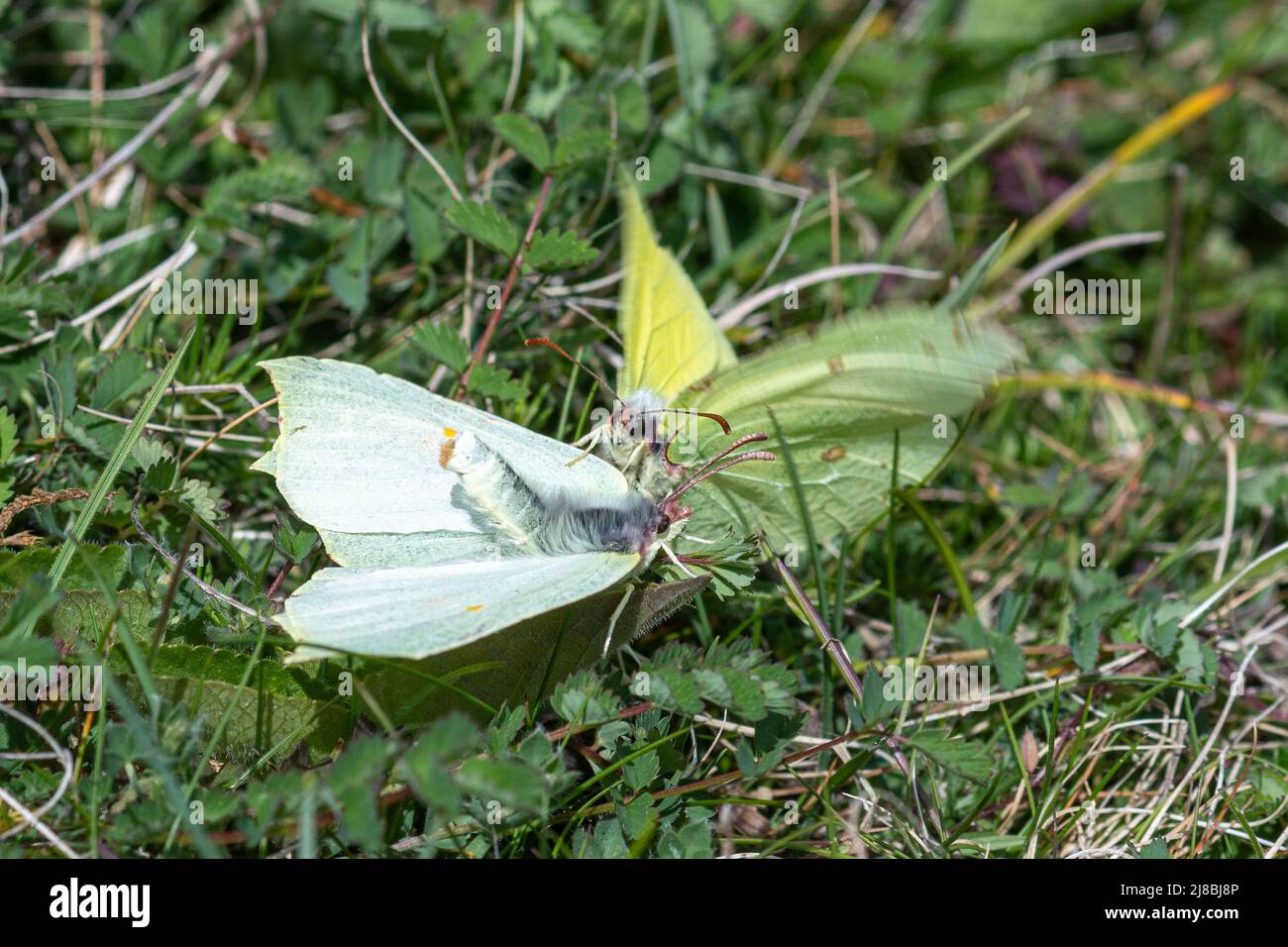 Brimstone butterfly Gonepteryx rhamni courtship behaviour. Female butterfly rejecting male butterfly, England, UK Stock Photo