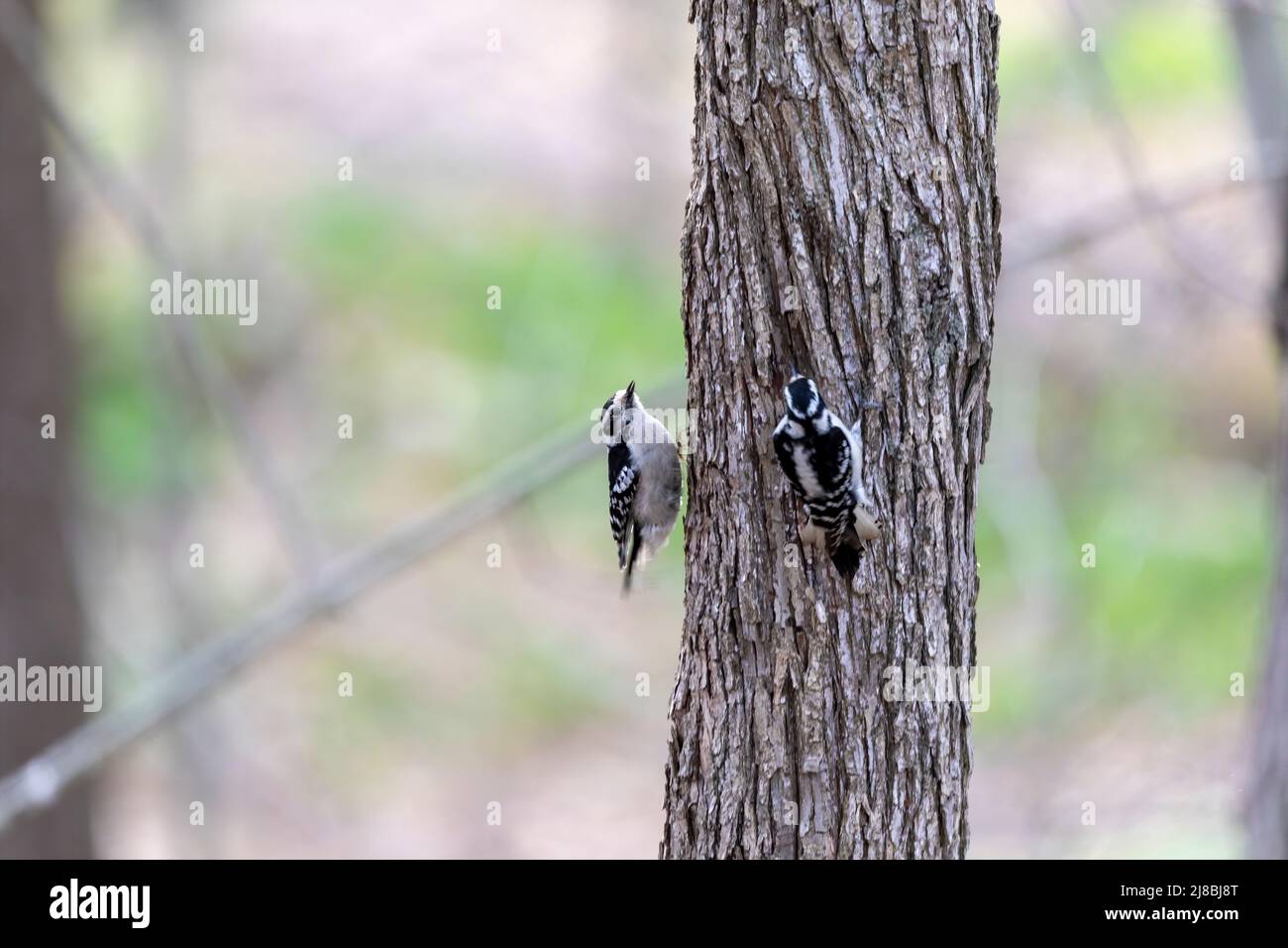 The downy woodpecker (Dryobates pubescens) The smallest woodpecker in