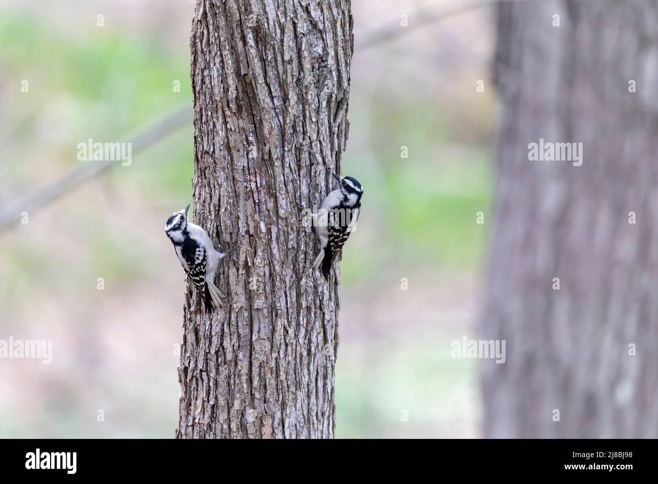 The downy woodpecker (Dryobates pubescens) The smallest woodpecker in