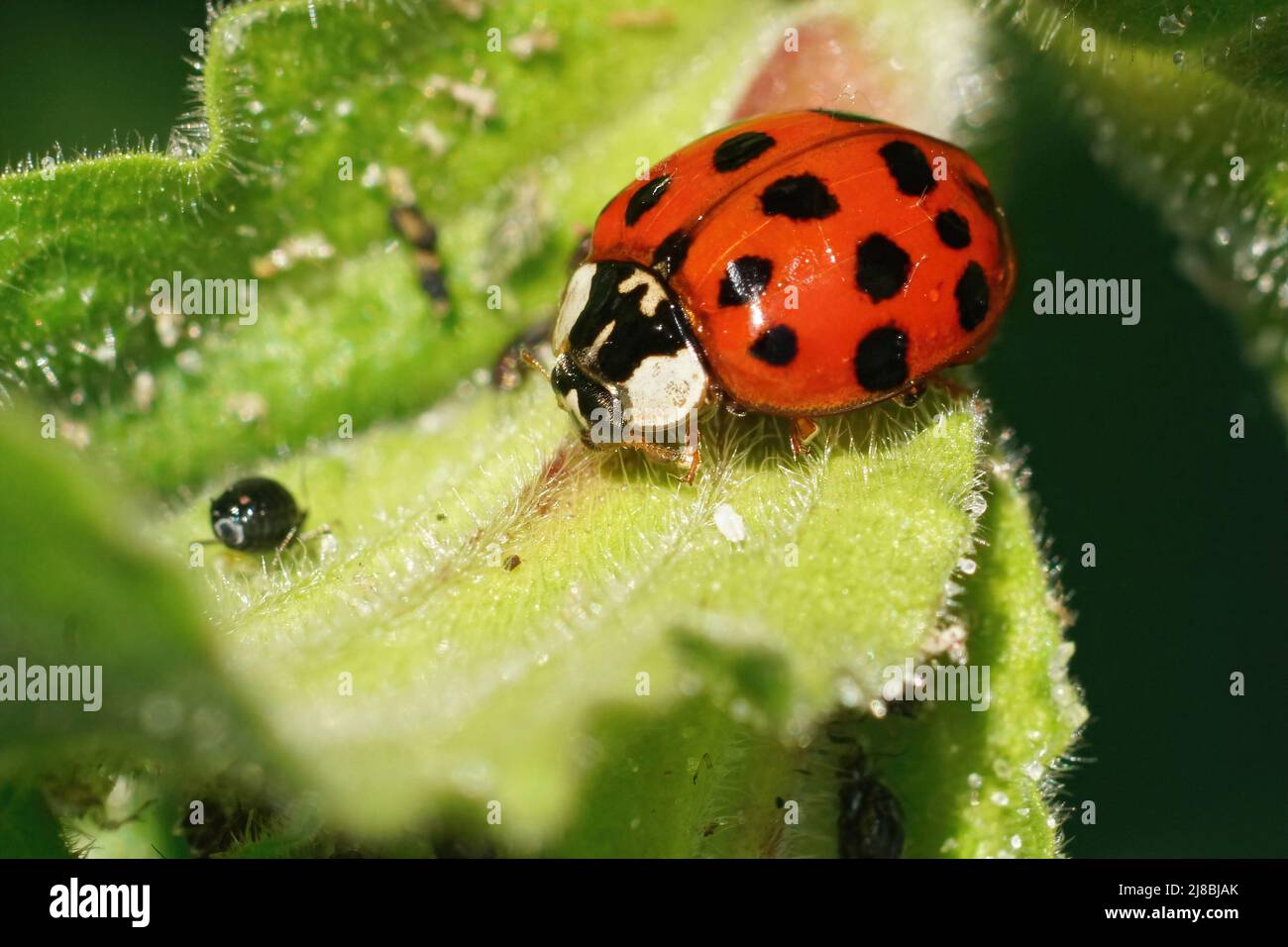 Closeup on a colorful red Asian ladybird , Harmonia axiridis , hunting for aphids in the garden Stock Photo