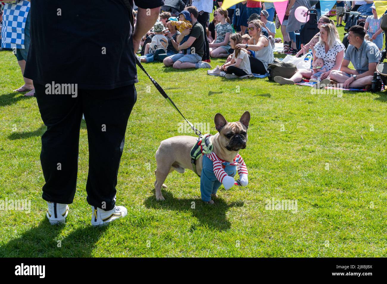 Fancy Dress Dog Event in the arena at the Surrey Heath Show, Frimley Lodge Park, Surrey, England, UK, May 2022 Stock Photo