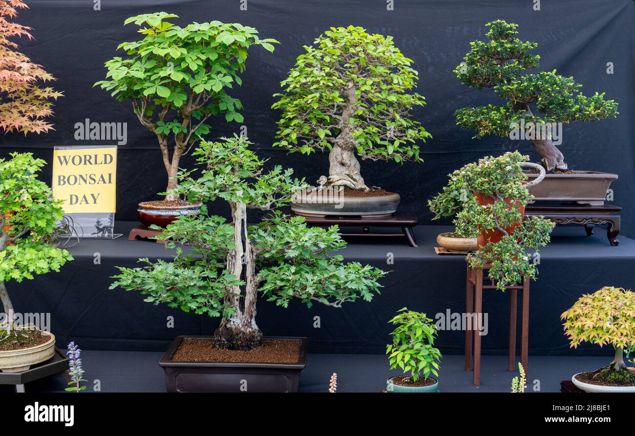 bonsai tree bonzai tree outdoor day vertical Stock Photo - Alamy