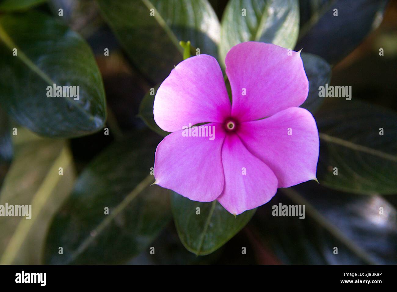 View of Catheranthus roseus commonly known as bright eyes, Cape periwinkle, graveyard plant, madagasker periwinkle, rose periwinkle having five petals Stock Photo