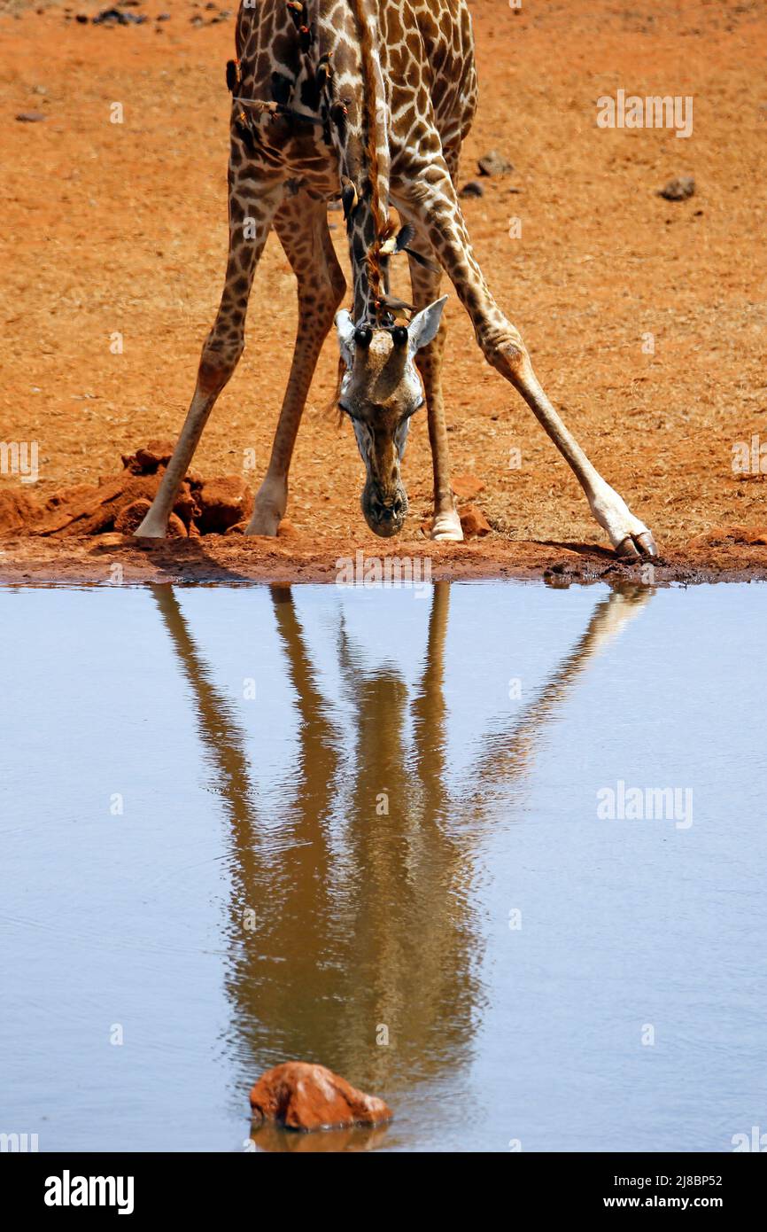 Masai Giraffe (Giraffa tippelskirchi) Watching its Reflection in the Water. Ngutuni, Tsavo East National Park, Kenya Stock Photo