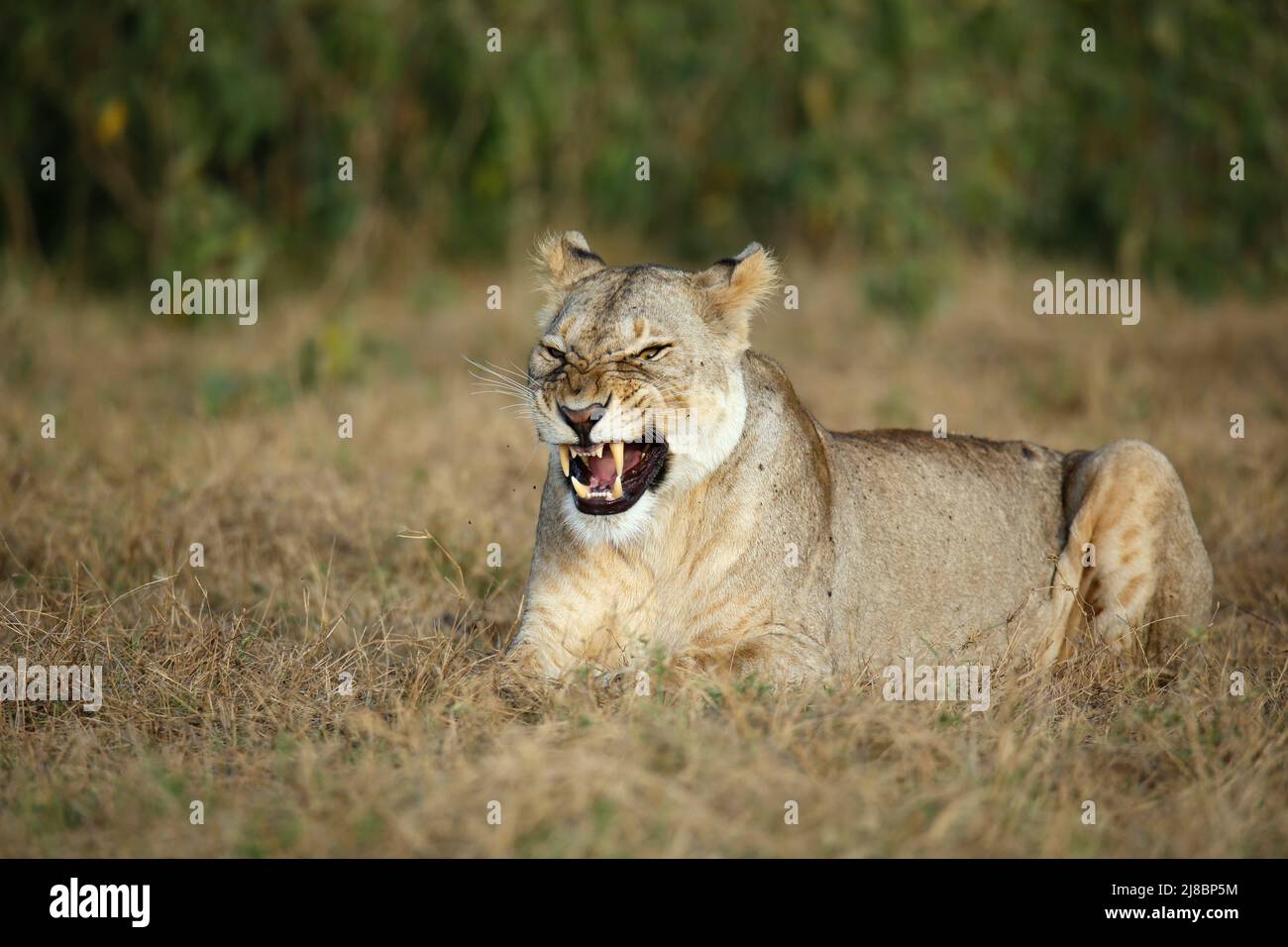 Lioness Just Ending a Yawn, with Crazy-looking Eyes. Amboseli, Kenya Stock Photo