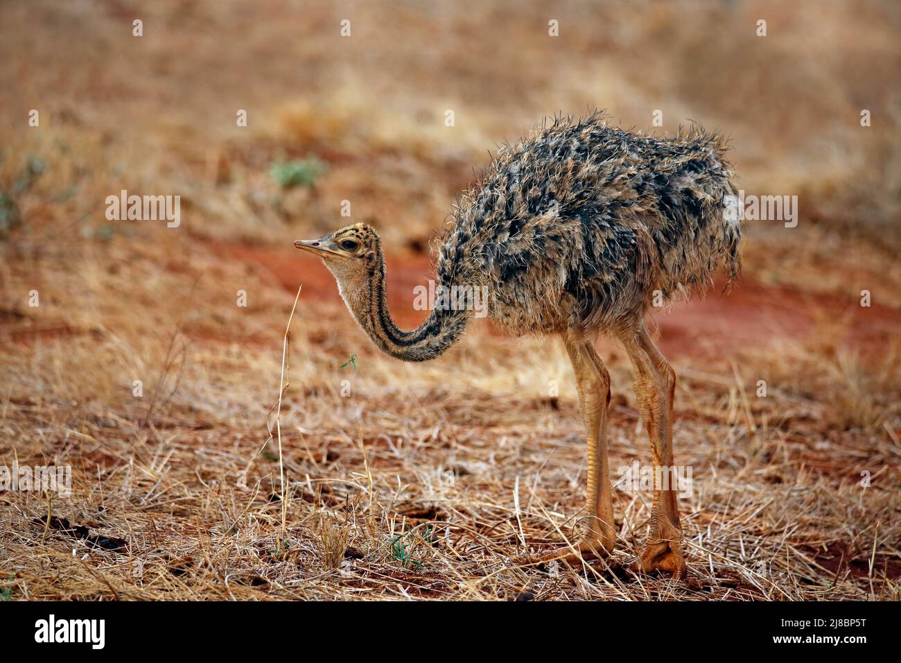 Little Chick of Common Ostrich (Struthio camelus). Ngutuni, Tsavo East, Kenya Stock Photo