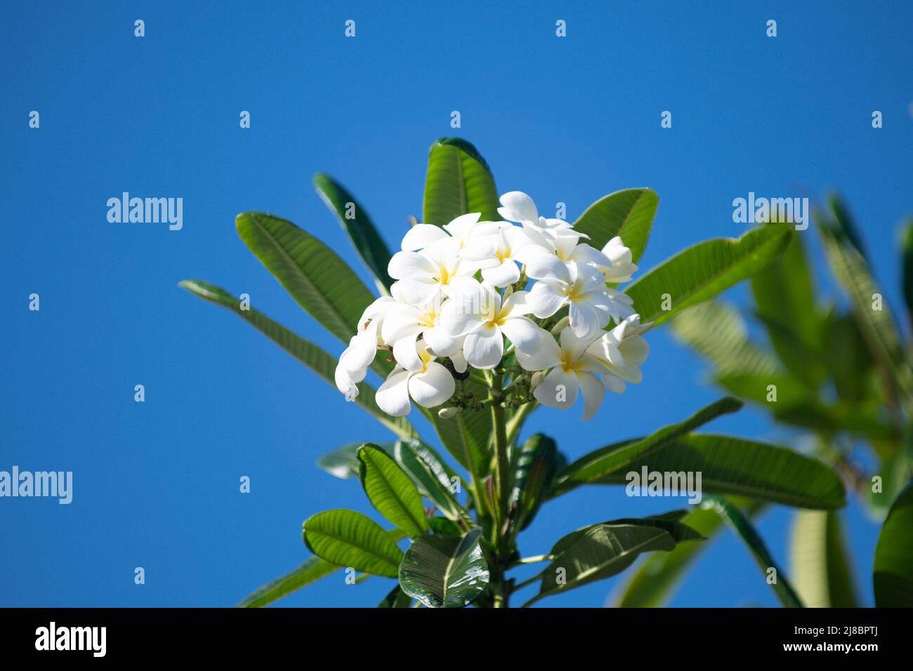 White plumeria rubra flowers on blue sky background. Frangipani flower. Plumeria pudica white flowers blooming, with green leaves background. Stock Photo