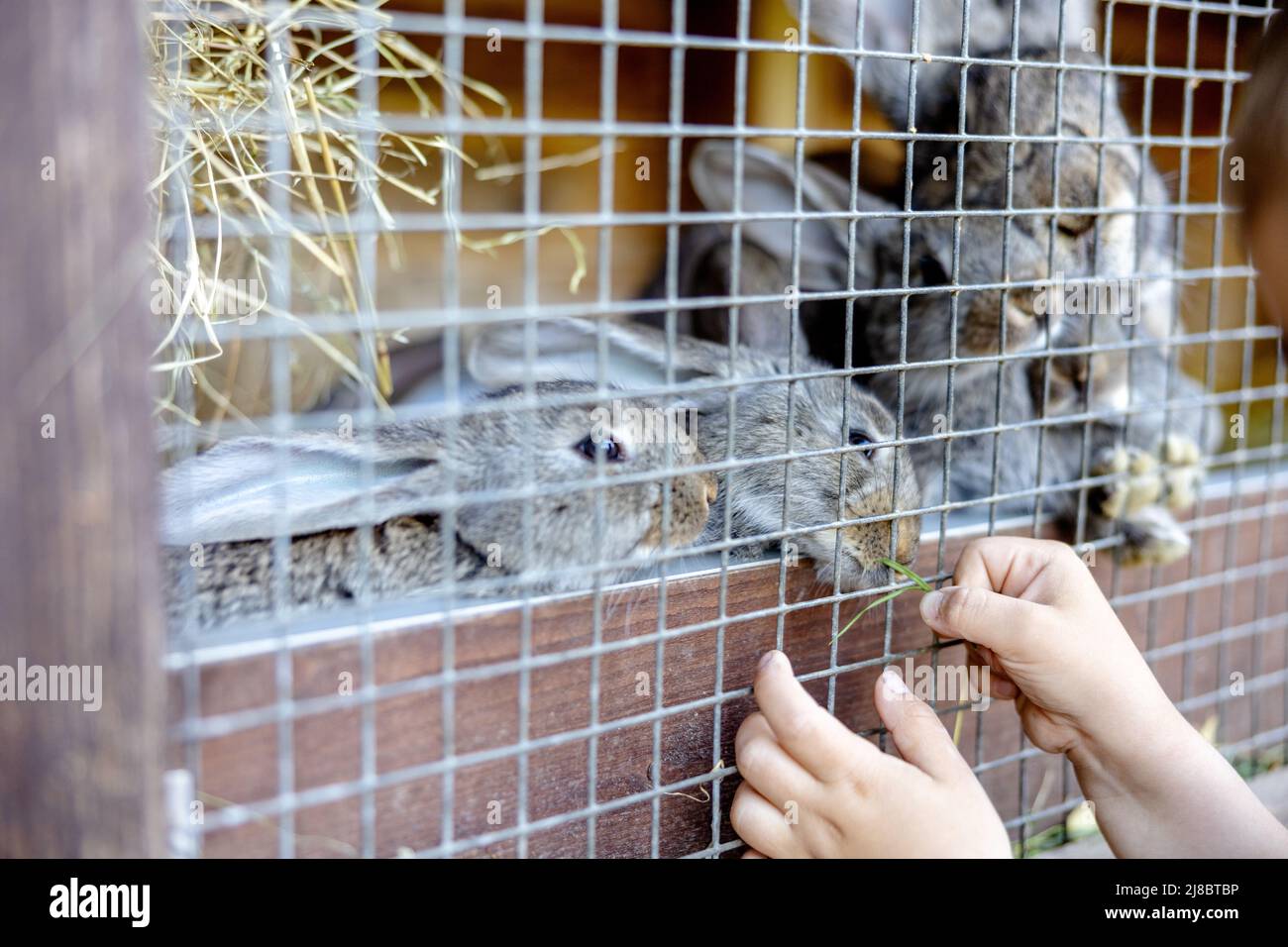 Cute baby rabbit feeding animal hi-res stock photography and images - Alamy