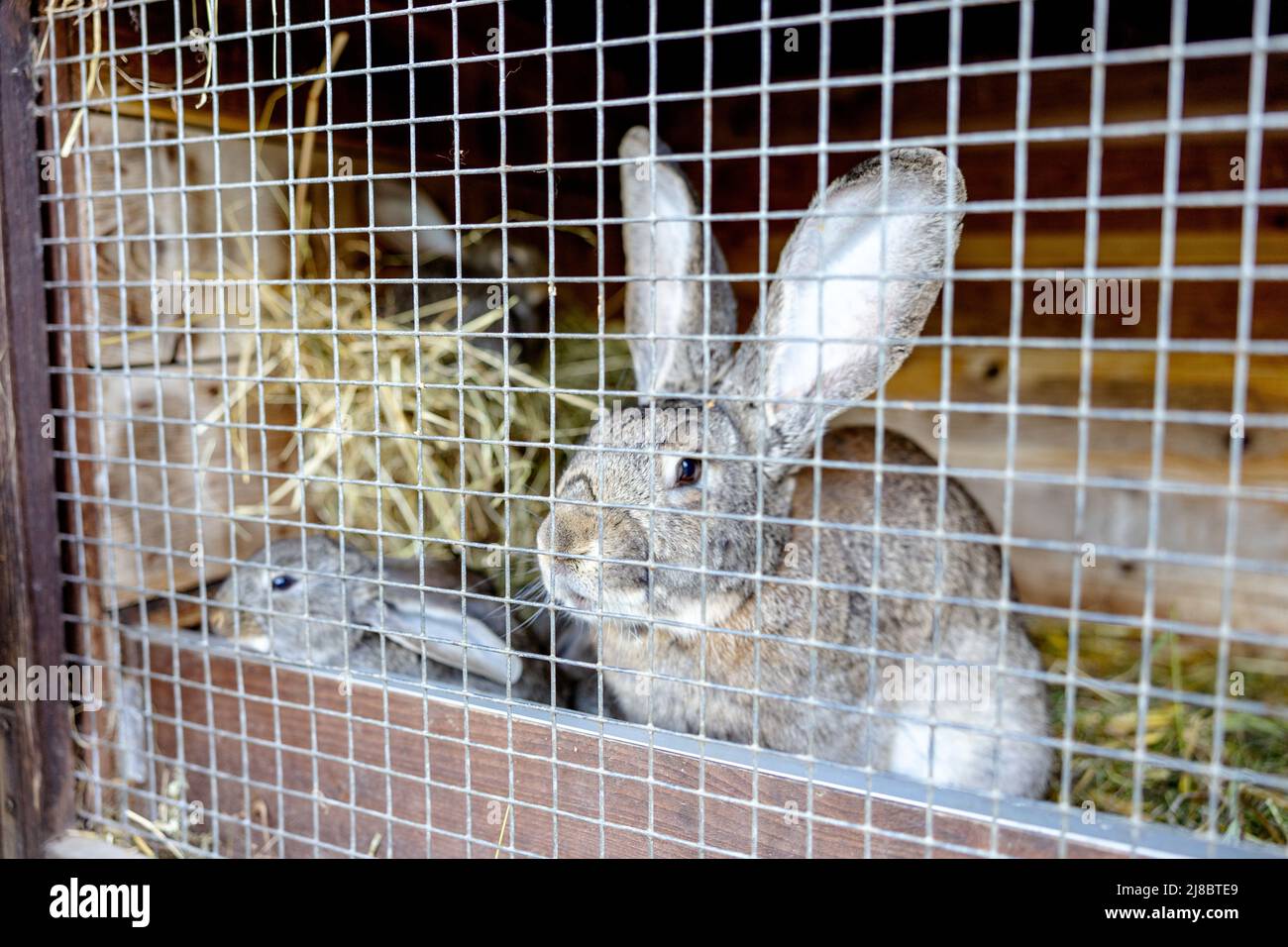 Bunny ranch hi-res stock photography and images - Alamy